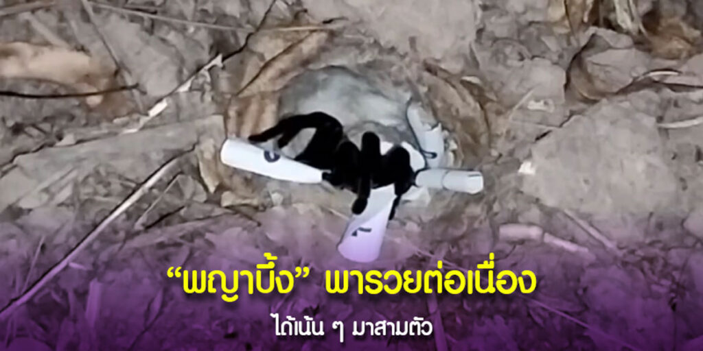 เลขพญาบึ้ง